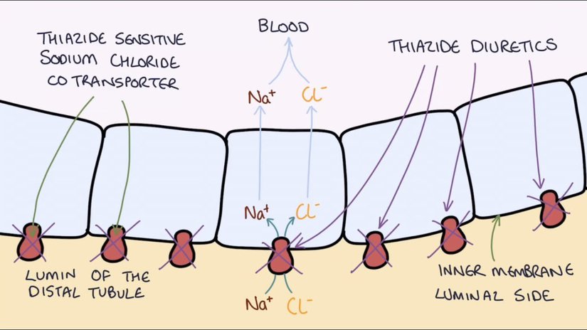 Thiazide diuretics