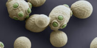 electron microscope budding yeast