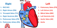 Blood Circulation: Understanding The Pathways And Importance
