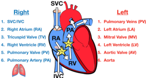 Blood Circulation: Understanding The Pathways And Importance