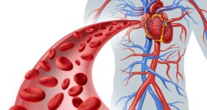 Blood Composition And Circulatory Pathway Explained