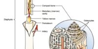 Bone Structure And Functions