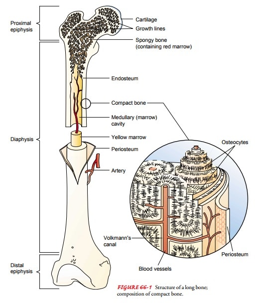 Bone Structure And Functions