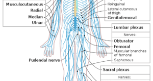 Central And Peripheral Nervous Systems Explained