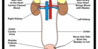 Filtration And Waste Elimination From Urinary System Explained