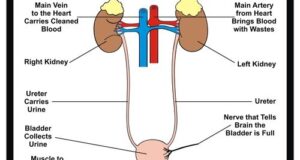 Filtration And Waste Elimination From Urinary System Explained