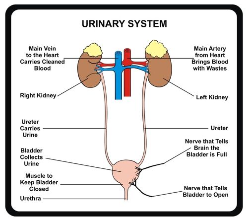 Filtration And Waste Elimination From Urinary System Explained