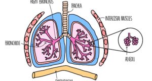 Gas Exchange In Respiratory System And Breathing