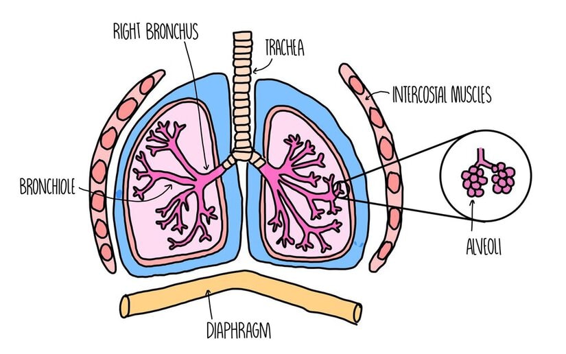 Gas Exchange In Respiratory System And Breathing