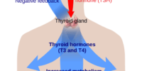 Glands And Hormonal Regulation Explained