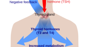 Glands And Hormonal Regulation Explained