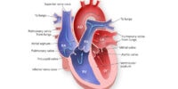 Heart Function And Circulation Explained