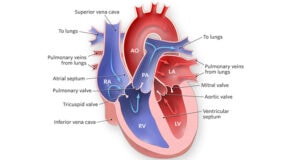 Heart Function And Circulation Explained