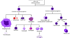 Hematopoiesis: Unraveling The Process Of Blood Cell Formation