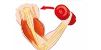 How Muscle Contraction And Strength Work