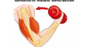 How Muscle Contraction And Strength Work