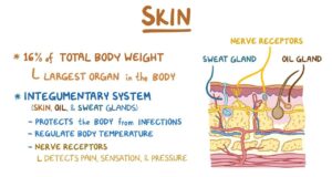 How Skin Protection And Sensation Work