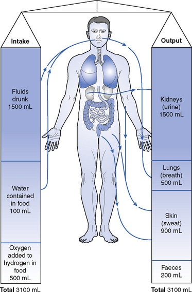 Kidney Function And Fluid Balance Explained