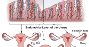 Menstrual Cycle And Fertilization Explained