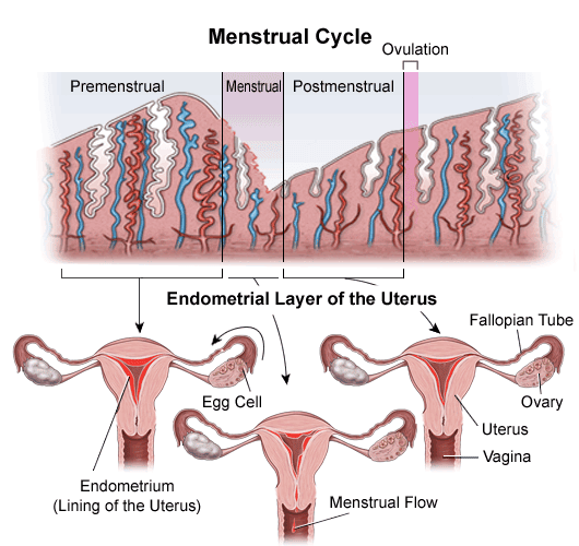 Menstrual Cycle And Fertilization Explained
