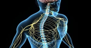 Nervous System Components And Nerve Signaling