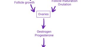 Reproduction And Fertility Explained