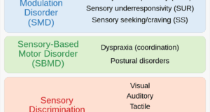 Sensory System Processing Disorders And Perception