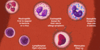 The Function Of White Blood Cells: Defenders Of The Body