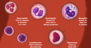 The Function Of White Blood Cells: Defenders Of The Body