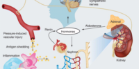 The Relationship Between Blood Pressure And Kidney Function
