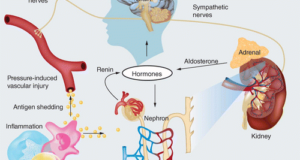 The Relationship Between Blood Pressure And Kidney Function