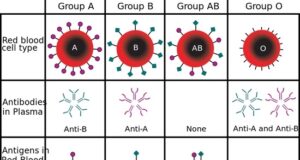 The Science Behind Blood Types: What Makes Them Unique?