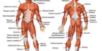 Types Of Human Muscles And Movements