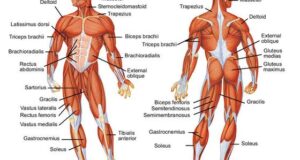 Types Of Human Muscles And Movements