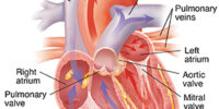 Understanding The Heart And Blood Vessels