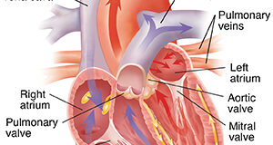 Understanding The Heart And Blood Vessels