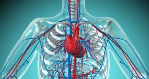 What Is The Cardiovascular System?