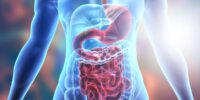 What Is The Digestive System? A Journey Through The Gastrointestinal Tract