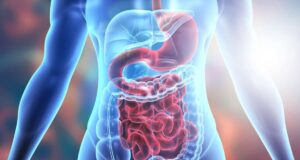 What Is The Digestive System? A Journey Through The Gastrointestinal Tract