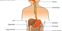 What Is The Digestive System? Common Digestive Problems And Solutions