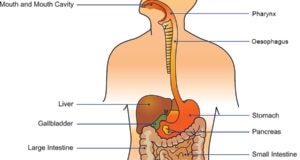 What Is The Digestive System? Common Digestive Problems And Solutions