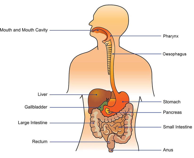 What Is The Digestive System? Common Digestive Problems And Solutions