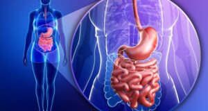 What Is The Digestive System? Nutrient Absorption And Elimination