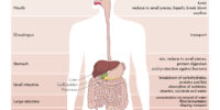 What Is The Digestive System? Process And Function Of Digestion