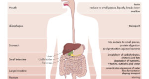 What Is The Digestive System? Process And Function Of Digestion