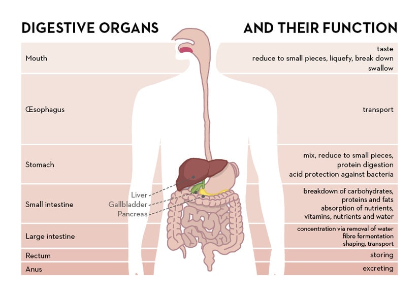 What Is The Digestive System? Process And Function Of Digestion