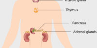 What Is The Endocrine System? Hormones And Their Role In The Body