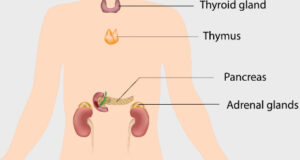 What Is The Endocrine System? Hormones And Their Role In The Body