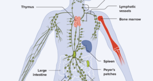 What Is The Immune System? Defenses Against Pathogens And Diseases