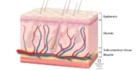 What Is The Integumentary System? Skin Disorders And Protection